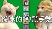 御三家Game-猫咪的黑手党 - 联机对战卡牌游戏