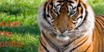 御三家Game-避免警察