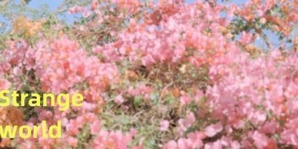 御三家Game-奇怪的世界