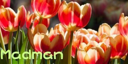 御三家Game-疯子