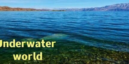 御三家Game-海底世界