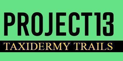 御三家Game-项目13: 动物标本步道