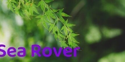 御三家Game-海上漫游者