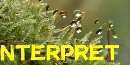 御三家Game-解释