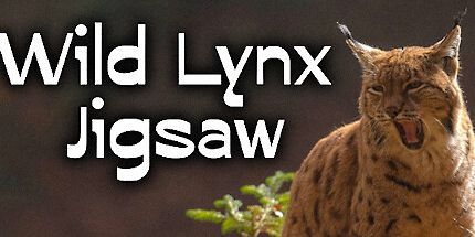 御三家Game-野生猞猁拼图