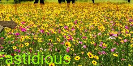 御三家Game-挑剔