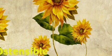 御三家Game-表面上看