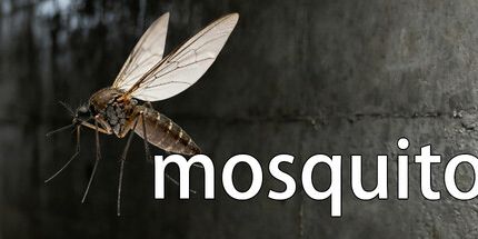 御三家Game-蚊子