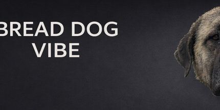 御三家Game-面包狗的氛围