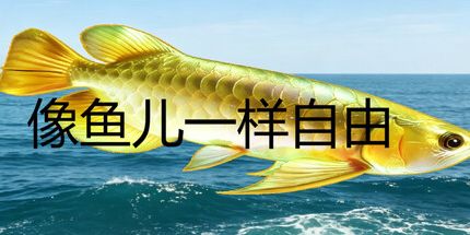 御三家Game-像鱼儿一样自由