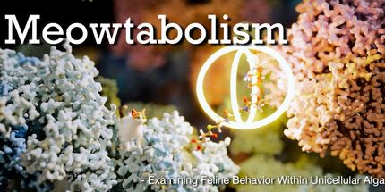 御三家Game-Meowtabolism-检查单细胞藻类内的猫科动物行为