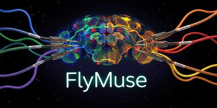 御三家Game-FlyMuse