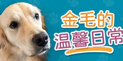 御三家Game-金毛的温馨日常