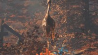 御三家Game-undefined 御三家Game-undefined