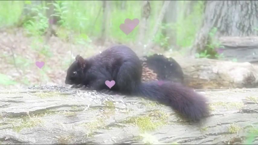 御三家Game-视频-【御三家Game】《有营养的男朋友 》游戏宣传片