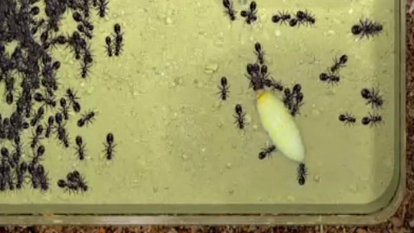 御三家Game-视频-【御三家Game】《蚂蚁农场模拟器 》游戏宣传片