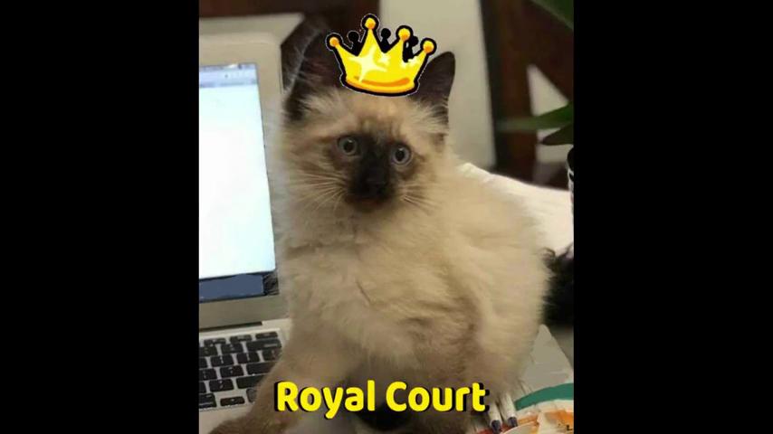 御三家Game-视频-【御三家Game】《指关节击倒 》游戏宣传片