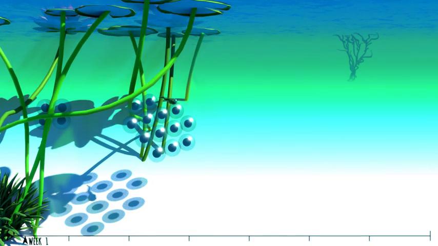 御三家Game-视频-【御三家Game】《Markerboard丛林: 青蛙 》游戏宣传片