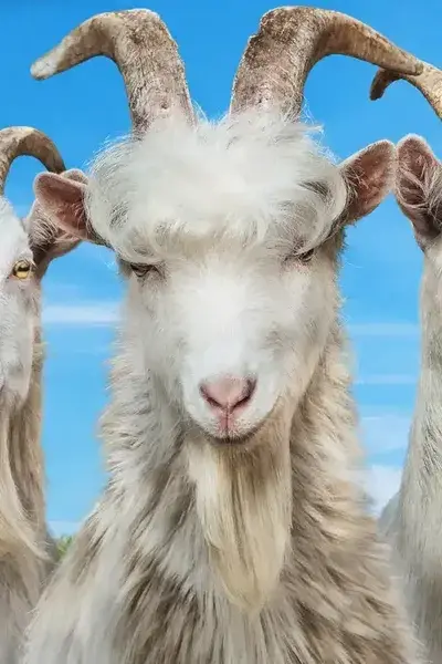 Goat Simulator 3