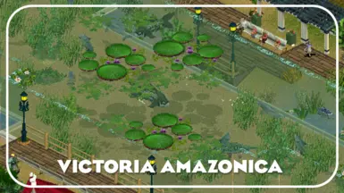 亚马逊维多利亚