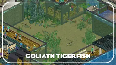 巨虎鱼(新物种)