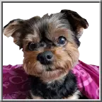 吞噬者阳光——谷