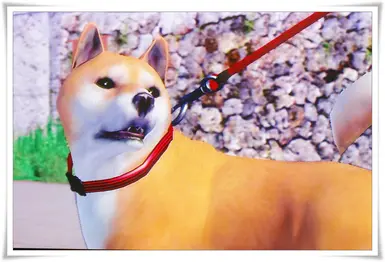 最快获得满级动物心的方法