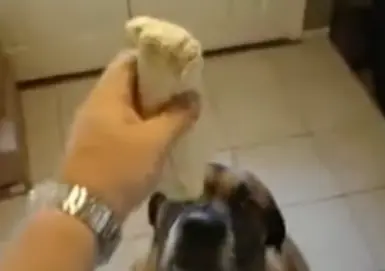 狗吃布里吐，环球标志