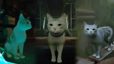 美国短毛猫（基于我的小猫）