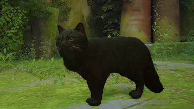 诺克提斯（请求曲）