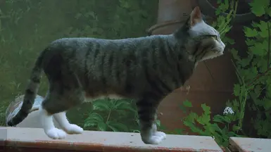 一只叫路西法的猫