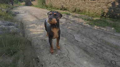 罗威纳犬——黑褐色混血犬